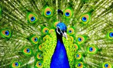 苏毅民姓名评分77分