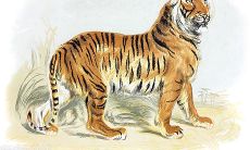 2023年生肖虎什么朝向有利发展 对于属虎人的建议有哪些