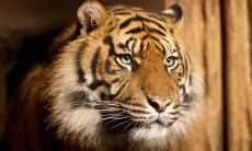 2023年春节财运生肖虎提高财运可以佩戴哪些饰品