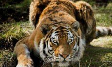 生肖虎的六合贵人是什么生肖 老虎贵人查询