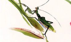 2023癸卯年犯太岁生肖 生肖鼠兔龙刑太岁