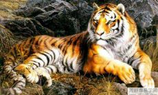 子时出生的属虎女命运与性格怎么样