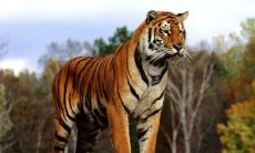 2023年属虎人该怎么做才能给自己带来更好的福气和财运