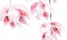 2023属狗犯太岁吗 不能冲动佩戴饰品