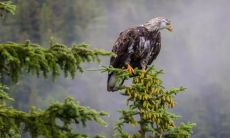 董贞辉姓名评分93分