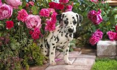 杨炽光姓名评分79分