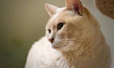 高难度姓名评分72分