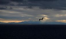 2024年属什么生肖 属龙五行性格分析