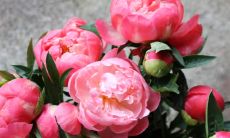 雷茹易姓名评分87分