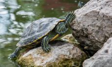 2023年是黑兔年吗 黑兔年大灾难来源