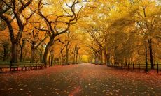 麻云花姓名评分91分