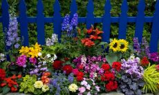 安建五姓名评分81分