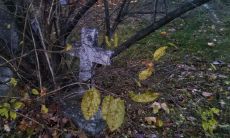 2023年属什么生肖什么命 水兔命运分析