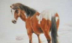 属马的可以开白色的车吗 生肖马的人开什么最旺