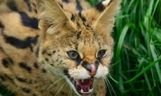 宗晴晴姓名评分86分