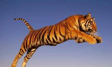 属虎人2021年投资财运好不好