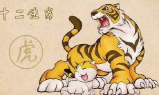 属虎2020年幸运色是什么,生肖虎今年穿什么颜色旺运招财
