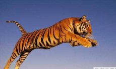 属虎和生肖兔人2022年适合结婚吗 虎兔婚配