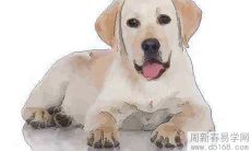 1994年的属狗男人2022虎年事业财运怎么样