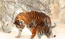 2022虎几月生最好命 什么时候出生最有福