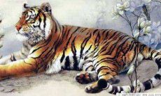 2022年11月出生的虎宝宝好吗 十一月老虎命运解读