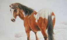 生肖属马2022从事哪些职业最好，属马的人适宜做什么事