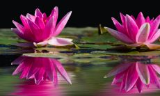 睡莲放家里哪风水好