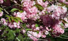 家里种丁香树的讲究与风水作用