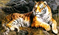 今年属虎的财运和运气怎么样2021年