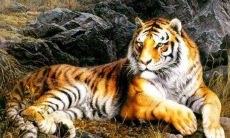 86年属虎人35岁之后命运好不好