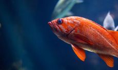 鱼缸裂了流水是吉兆吗 有哪些民俗暗示讲究