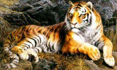 属虎射手座和什么生肖星座最配 生肖虎射手座和什么最配