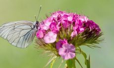 樱花树为什么是凶树 风水寓意不吉利吗
