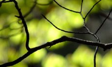 珍珠黄杨为什么难养 怎样栽培最好