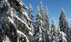 养植物跟人的气场有关吗 养花旺盛的人运气怎么样