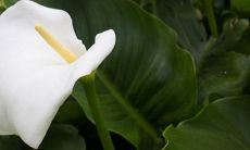 一帆风顺开花是好兆头吗 在风水中寓意着招财吗