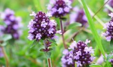 九里香引蛇是不是真的 能驱蚊虫吗