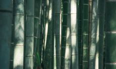 院子为什么不能种竹子 有哪些禁忌讲究