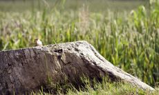 鸭脚木种在家里禁忌及风水作用