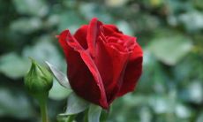 家里养玫瑰花吉祥吗 可以招财挡煞吗