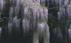 紫藤花的精神是什么 风水寓意代表什么