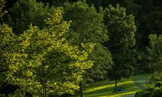 绿宝树开花预示什么风水预兆