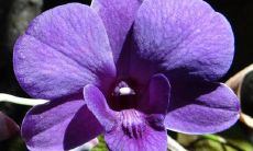 家中养米兰风水好不好 能旺财吗