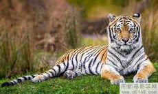 属虎2022年有利方位 大利方向在哪里