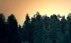 种什么树招财顺风顺水 镇宅旺宅的风水植物