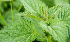 万年青风水摆放什么位置好招财又旺宅