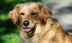 适合穷人养的狗 便宜又好养的招财犬