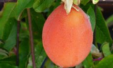 家里种枇杷树不吉利么 风水寓意不好吗