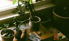 金枝玉叶放在客厅哪里风水好招财