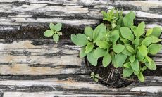 如意皇后摆放风水禁忌 放在客厅好不好